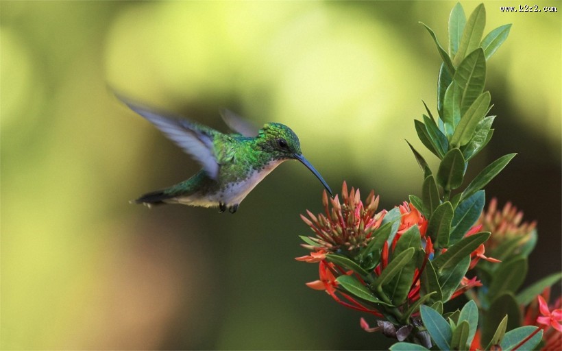 代表幸福的翠鸟图片