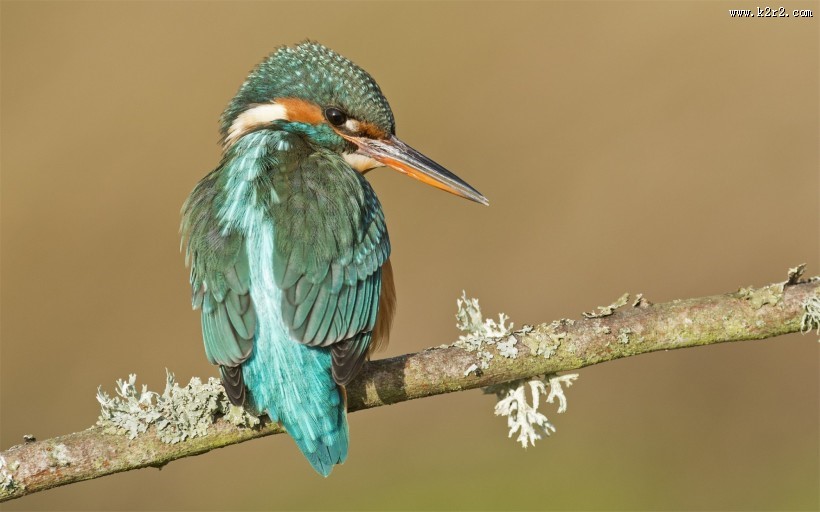 代表幸福的翠鸟图片