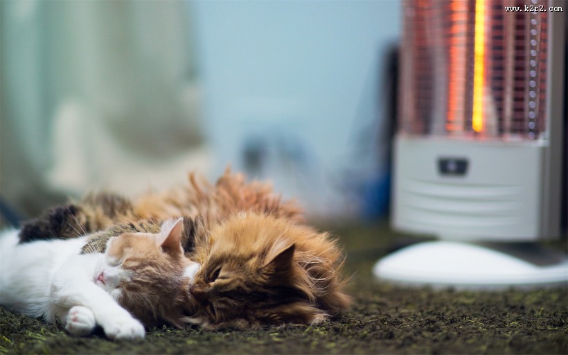 懒睡的可爱小猫图片大全 可爱橘猫图片