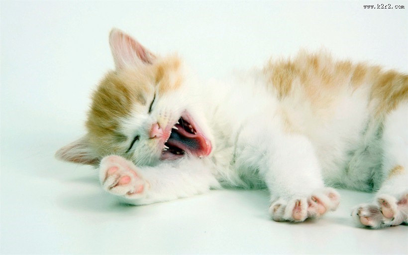 懒睡的可爱小猫图片大全 可爱橘猫图片