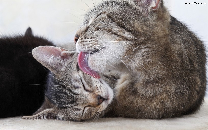 懒睡的可爱小猫图片大全 可爱橘猫图片