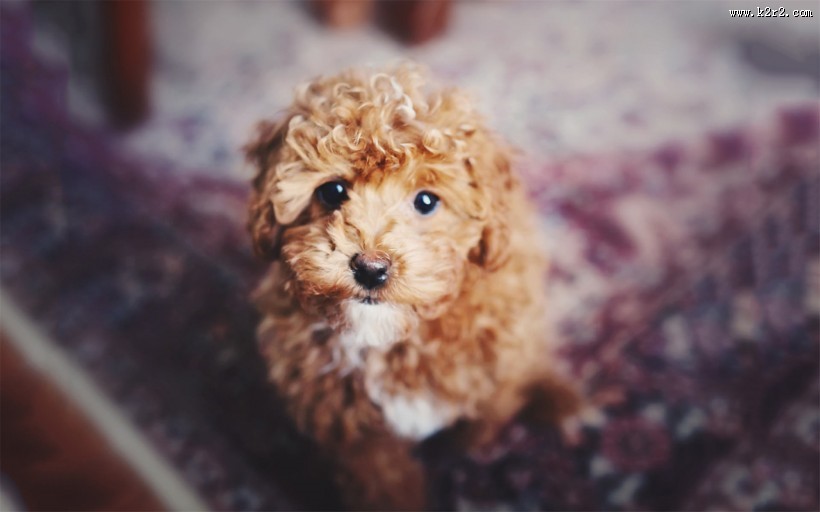 贪玩的小狗狗图片大全