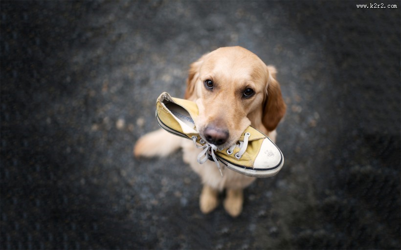 贪玩的小狗狗图片大全