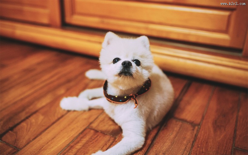 贪玩的小狗狗图片大全