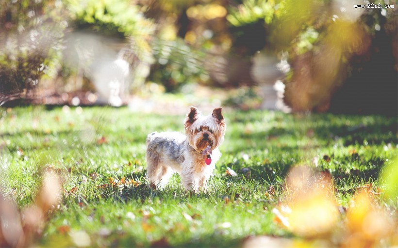 贪玩的小狗狗图片大全