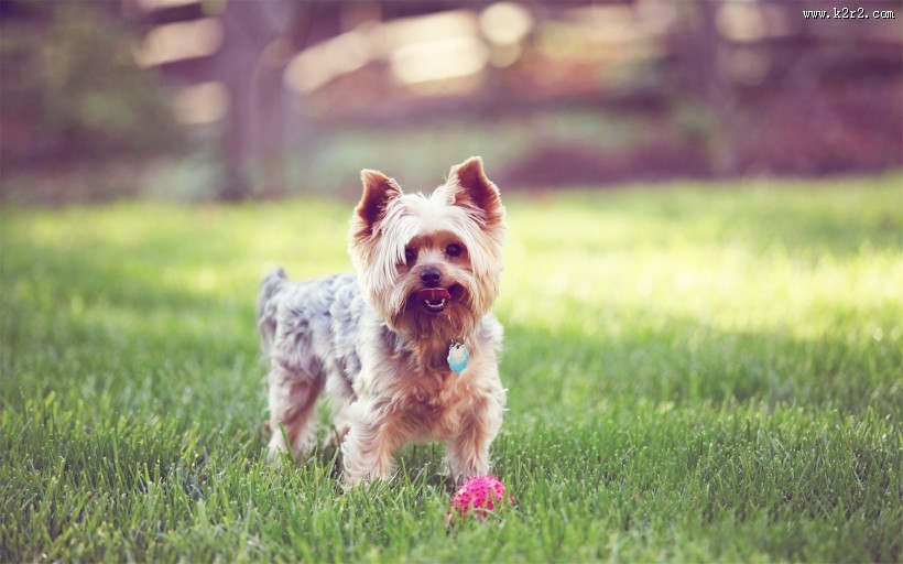 贪玩的小狗狗图片大全