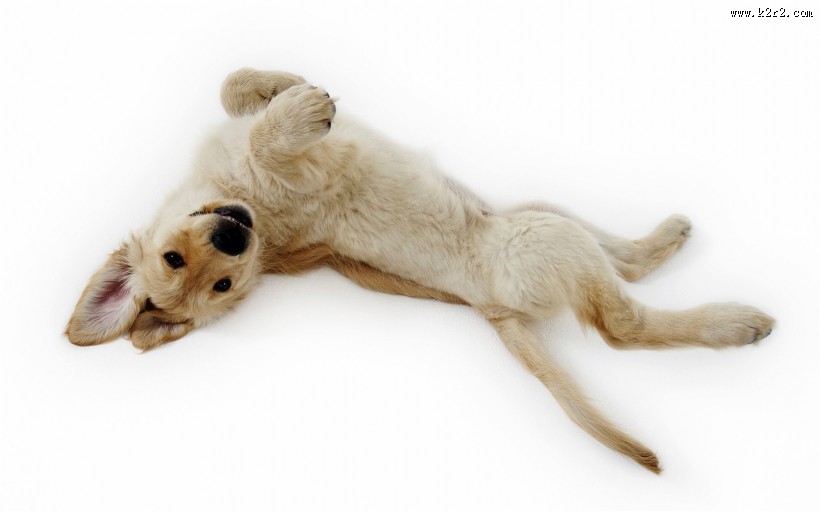 贪玩的小狗狗图片大全