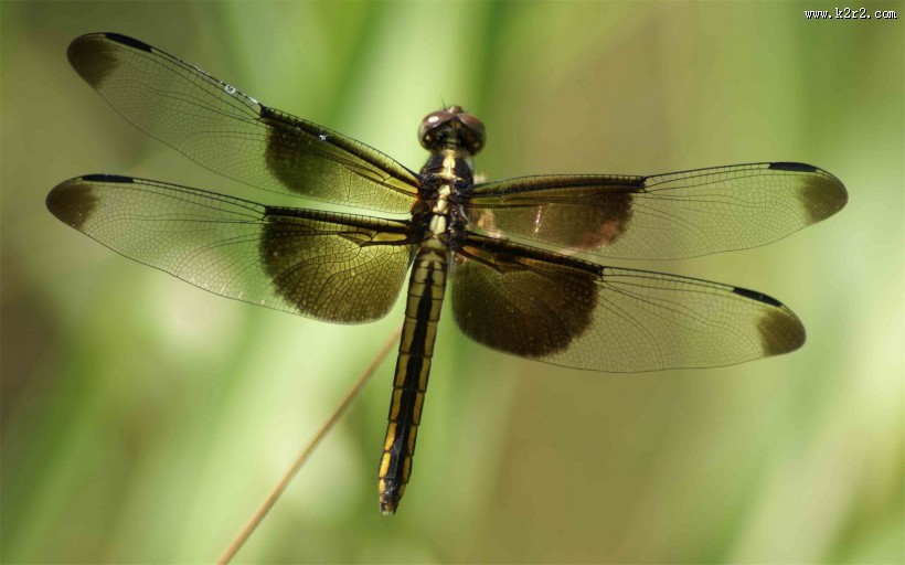 唯美的蜻蜓图片大全