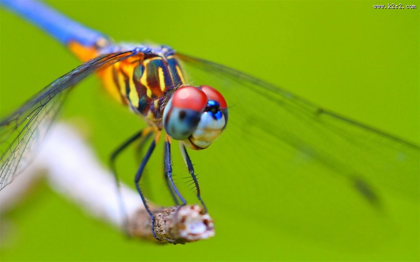 唯美的蜻蜓图片大全