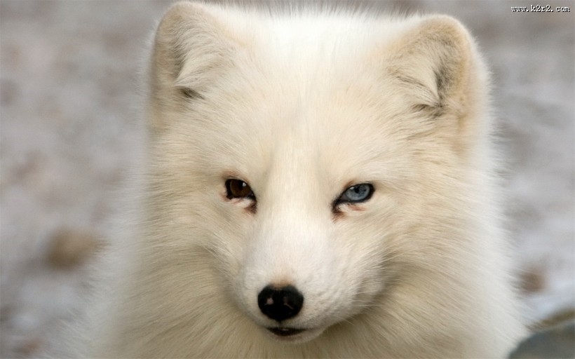 遥望远方的狐狸图片