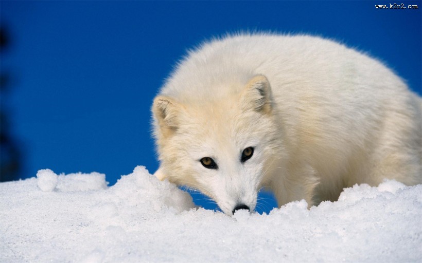 遥望远方的狐狸图片