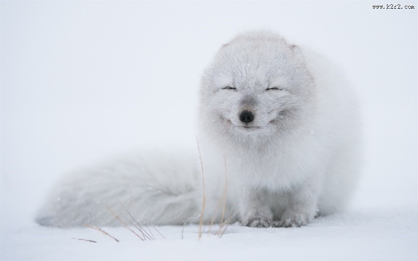 遥望远方的狐狸图片