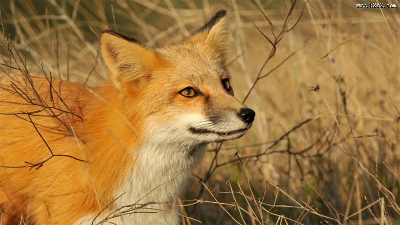 遥望远方的狐狸图片