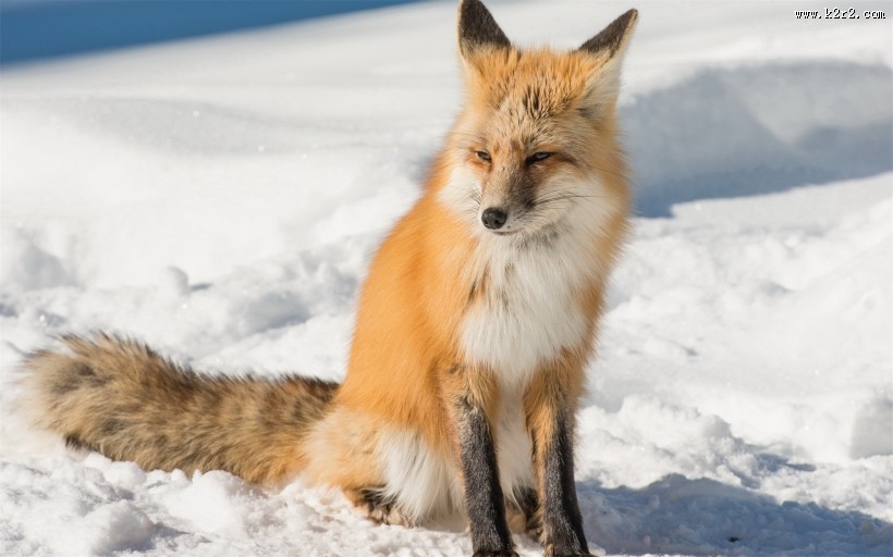 遥望远方的狐狸图片