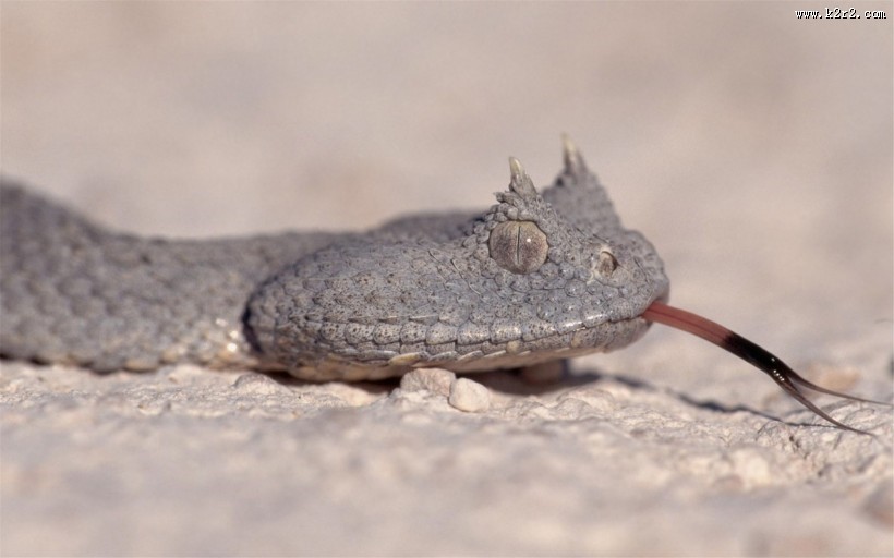 爬行动物蛇的图片