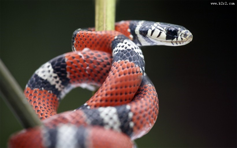 爬行动物蛇的图片