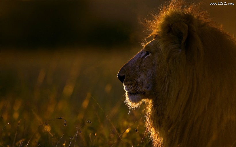 非洲野生动物图片