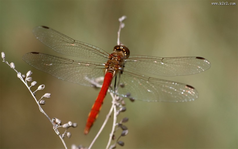 蜻蜓图片