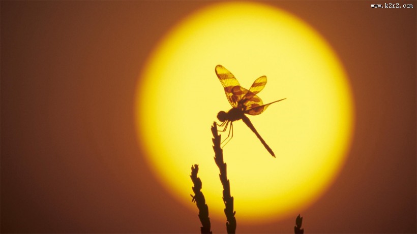 蜻蜓图片