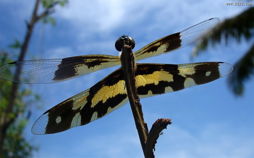 美丽的蜻蜓图片