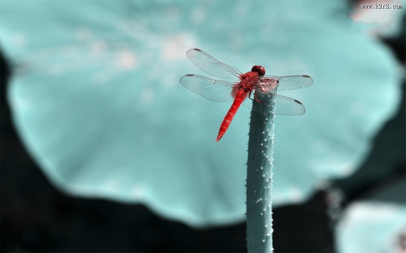 美丽的蜻蜓图片