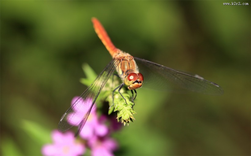 美丽的蜻蜓图片