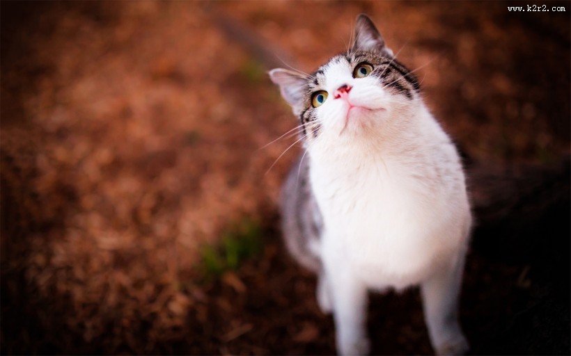 萌力无限的喵星人图片