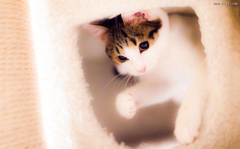 萌力无限的喵星人图片