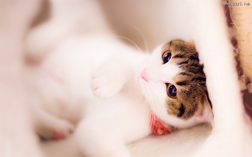 萌力无限的喵星人图片