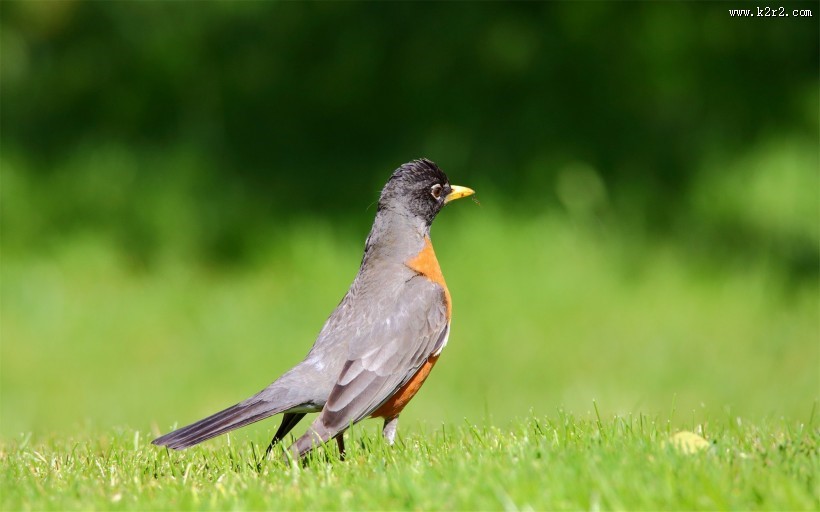 黑喉红尾鸲图片