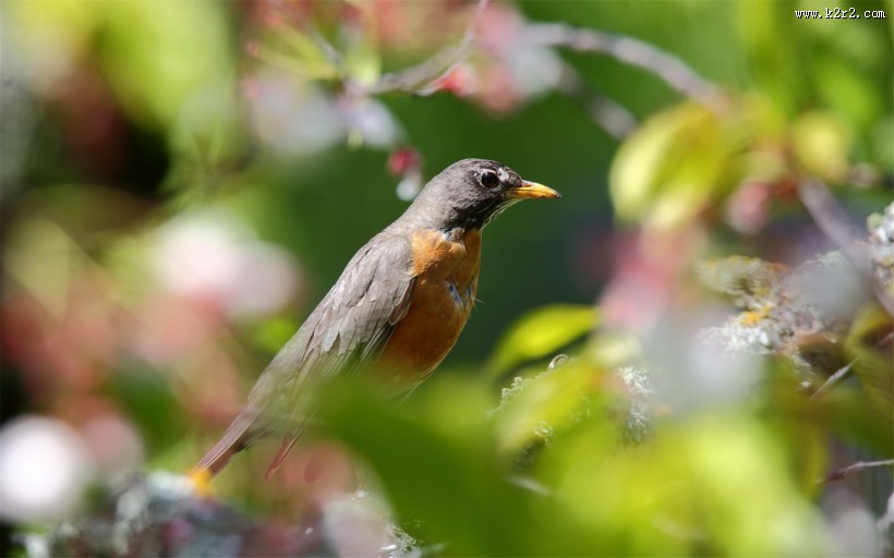 黑喉红尾鸲图片