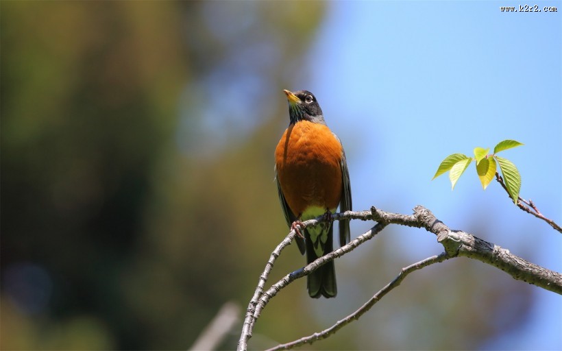 黑喉红尾鸲图片