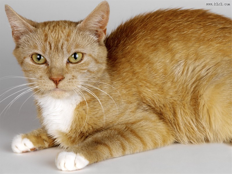 机灵的小萌猫图片