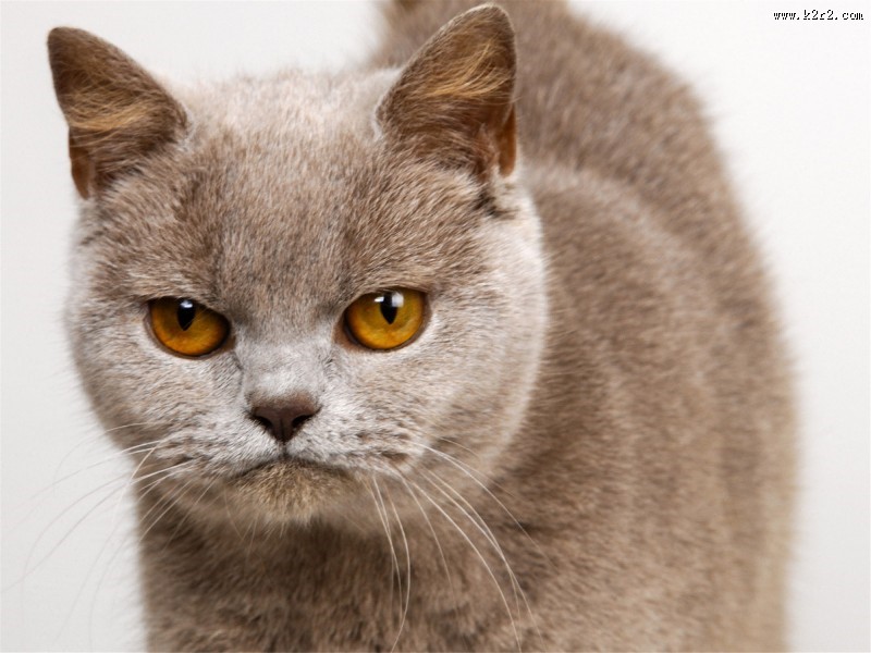 机灵的小萌猫图片