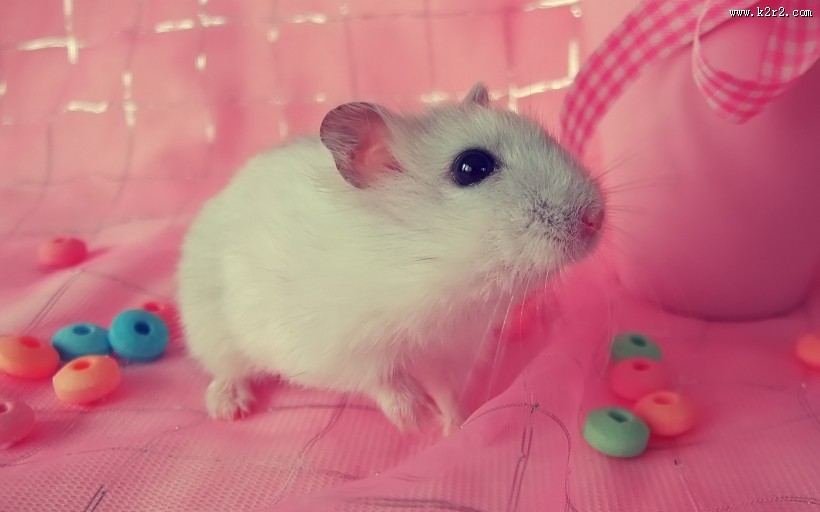 可爱小白鼠图片