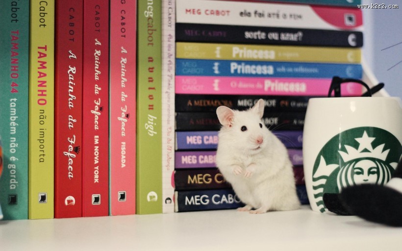 可爱小白鼠图片