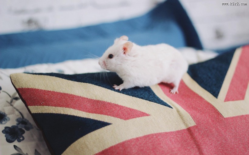 可爱小白鼠图片