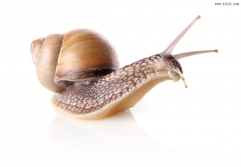 蜗牛超清图片
