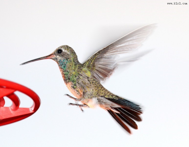 娇小的蜂鸟图片大全