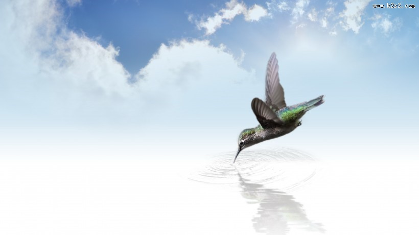 娇小的蜂鸟图片大全