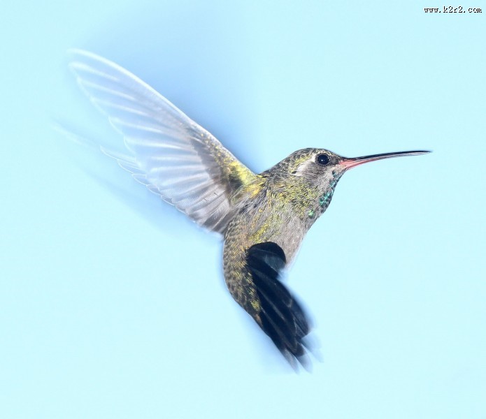 娇小的蜂鸟图片大全