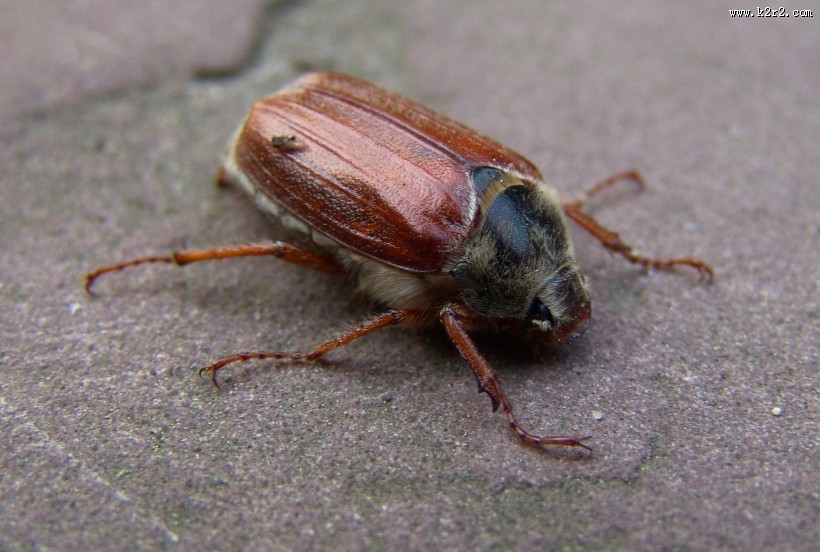 害虫之棕色鳃金龟图片