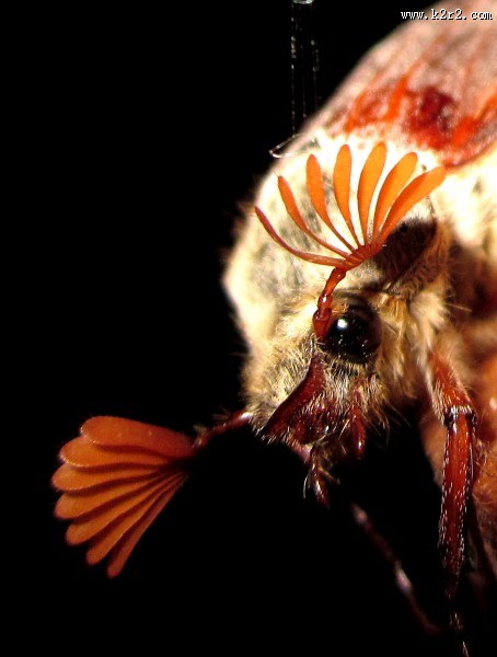 害虫之棕色鳃金龟图片