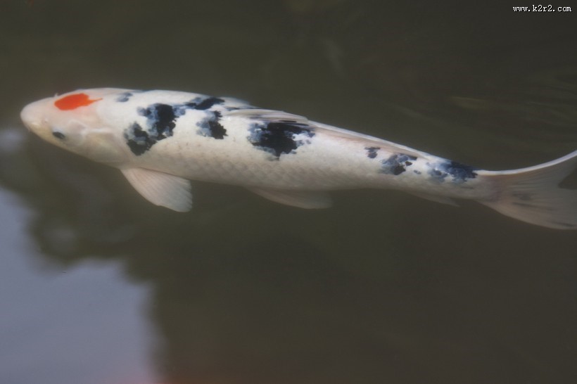 可爱五颜六色色锦鲤图片大全