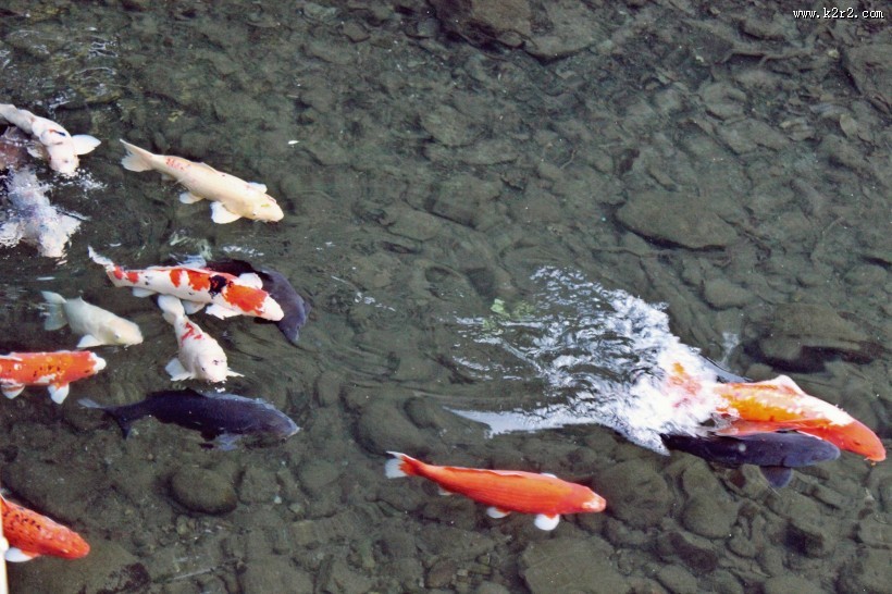 可爱五颜六色色锦鲤图片大全