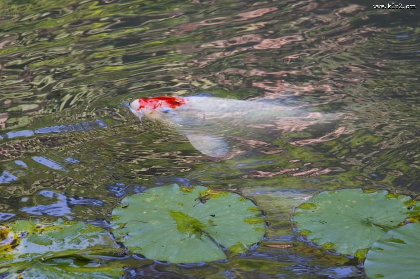 可爱五颜六色色锦鲤图片大全
