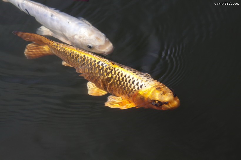 可爱五颜六色色锦鲤图片大全