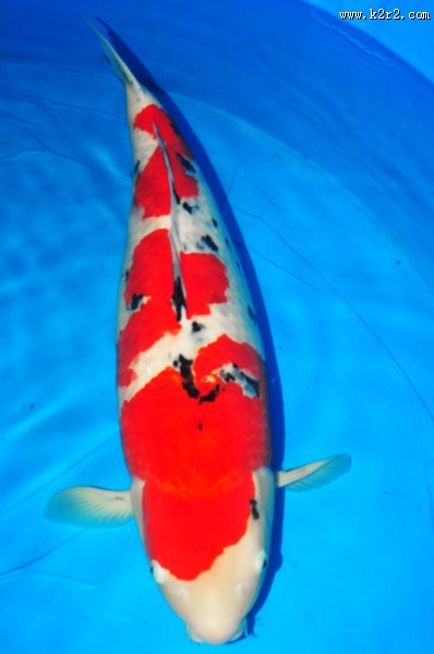 可爱五颜六色色锦鲤图片大全