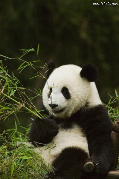 可爱无敌的大熊猫图片