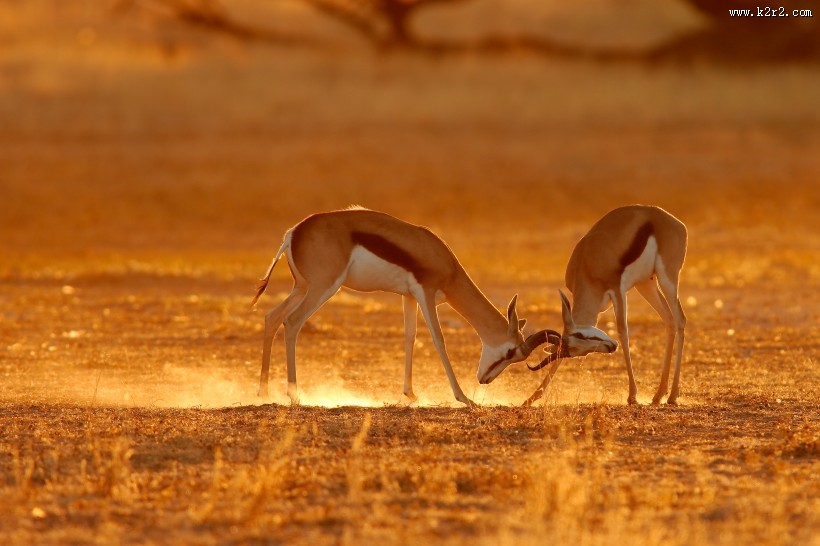 两只鹿打架图片大全
